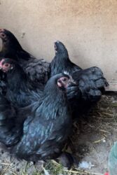 на ферме есть куры козлы и коровы: Продаю | Куры, Петух