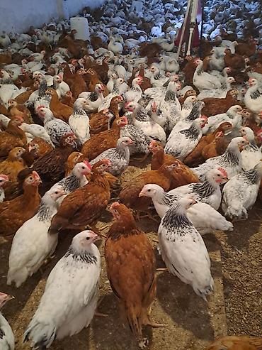 alabay balasi satilir: Lider ətlik sort colpalar. çəki 1kq 100 -200 qr və yuxarı. ünvan — 2