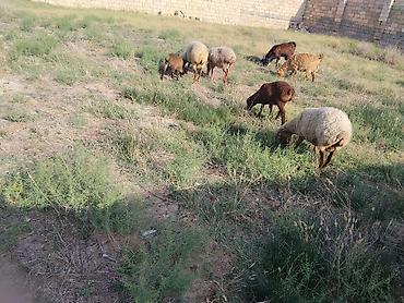 sud veren inek satilir: Salam qoynara anblad balsn bir Erkey bir disdi cepsderde saatlr — 1