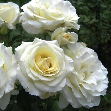 Роза: Саженцы — 10