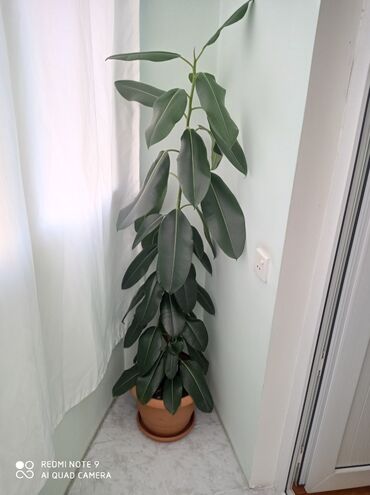 yun saplar: Fikus elastika (kauçuk ağacı) – iri, parlaq tünd-yaşıl yarpaqlı