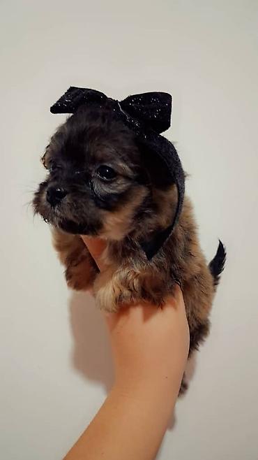 Продажа собак: Пекинес, 1 месяц, Самка — 7