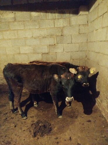 собака доберман сколько стоит: Продаю | Музоо, торпок | Для разведения