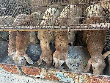 А/ч жаныбарларын сатам: Сатам | Кочкор (эркек) | Арашан | Көбөйтүү үчүн | Жасалма жол менен боозутуу — 4