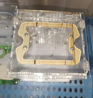 Другие животные: ‼️Колонии Муравьев с Формикариями разныные колоний большой выбор — 16