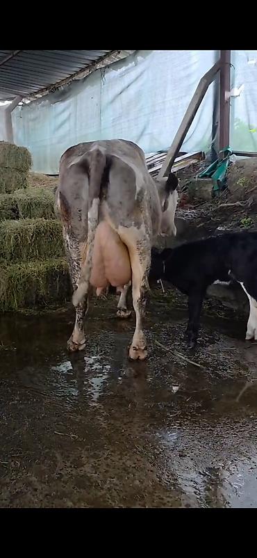 Inəklər, öküzlər: Südlük inək və bala -cins sives süd verimi 21 lt qarantia verirem — 11