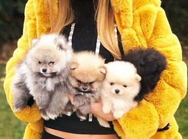 Psi: Pomeranski špic,Pomeranac,Pomeranian,Boo štenci Ako ste odgovorna — 1