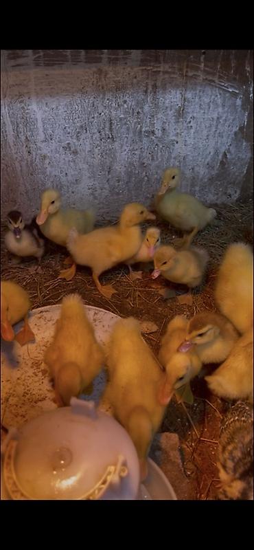 pitbull balaları: 15 günluk pekin balaları 3 azn sumqayıtdadır — 1