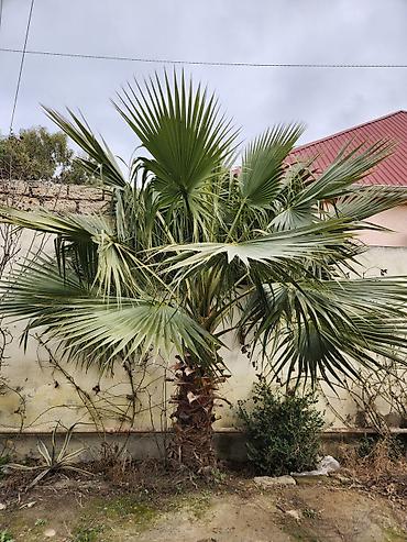 limon ağaçı: Dekorativ palma ağacı – fan formalı yarpaqlı (yükək soyuğa davamlı — 7