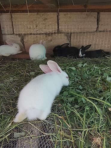 ordək balası və cucə: Dovşan satılır!!! balaca böyük her növ var ciddi insanlar zəng edsin — 3