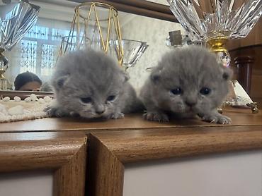 Pişiklər: Britan, Dişi — 10