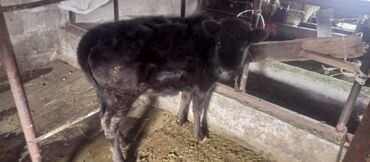 высокоудойная корова: Уйлар, букалар