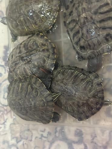Другие с/х животные: Красноухие черепахи разные размеры - В наличии несколько особей, на — 8
