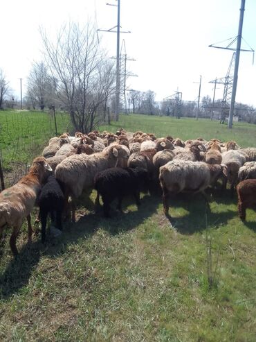 овцы гиссары: Продаю | Овца (самка) | Гиссарская, Арашан | Для разведения | Котные, Матка