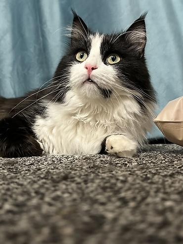 Отдам даром кошку: Мальчик, Приучена к лотку — 9