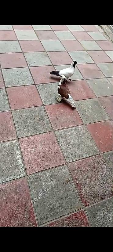 Quşlar: Salam dekarativ ağbaş erkəydi,manax mayayla barter de olunur,satışda — 1
