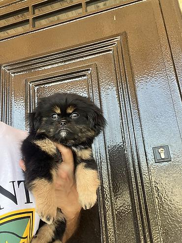 İtlər: Pekines, 3 ay, Dişi, Peyvəndli, Pulsuz çatdırılma — 4