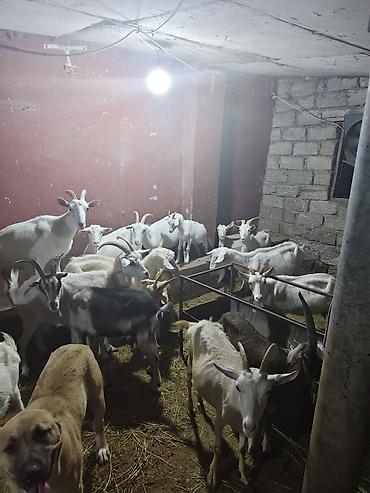 dişi keci: Şəkillərdə təsərrüfatdan qarışıq yaş və rənglərdə keçilər sürüsü — 5