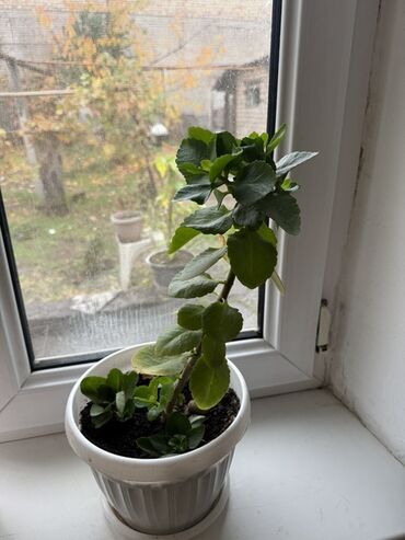 цветы тещин язык: Комнатные растения в горшках - Каланхоэ (несколько кустов)