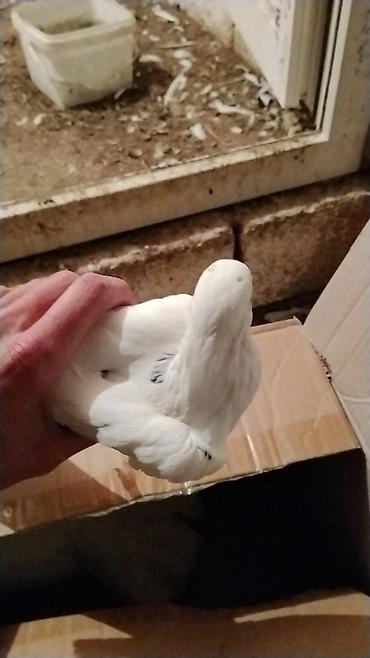 lalafo goyercin satisi: Ev göyərcinleri tek tek gotren olsa Ayr qiymet olacay hamsn gotren — 2