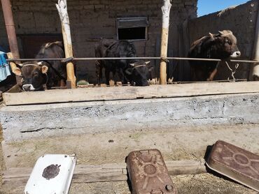 Коровы, быки: Продаю | Бык (самец) | На откорм, На забой | Племенные