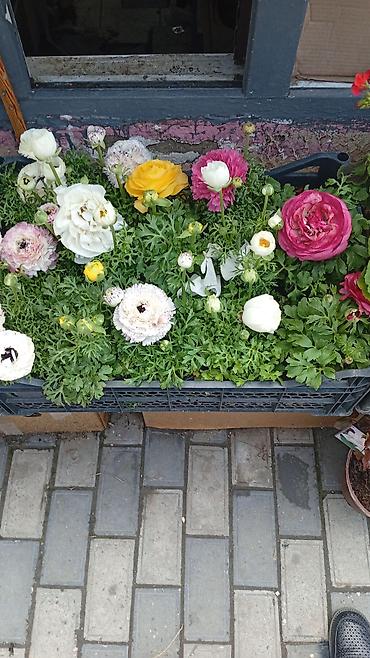 plastik gul qablari: Ağ plastik çiçək dibçəkləri – müxtəlif ölçülərdə - Material: yüngül — 8