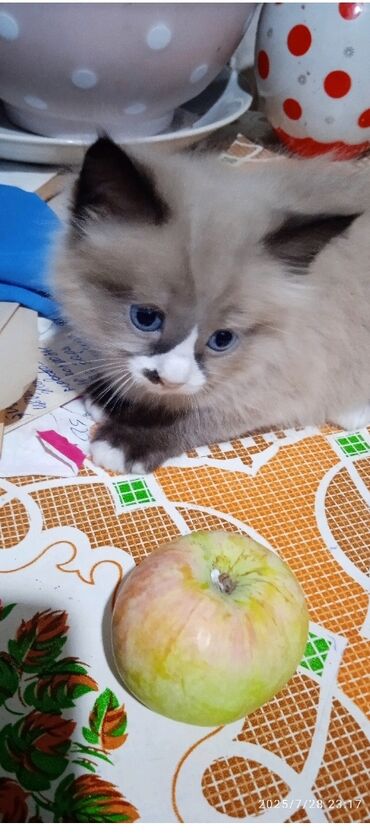 купить сиамского котенка: Котёнок с пушистой шерстью и яркими голубыми глазами. Окрас