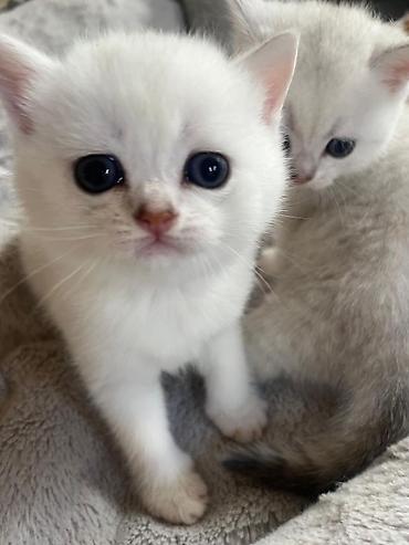 Pişiklər: Yaxşı əllərə — 5