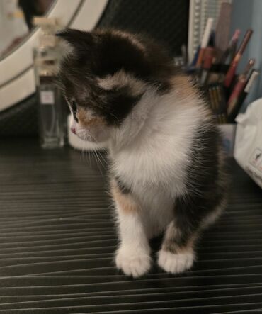 Pişiklər: Dişi, Yaxşı əllərə — 6