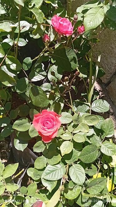 гул апа: Satış: qızılgül və sardunya (zonal pelargonium) saksı bitkiləri - — 1
