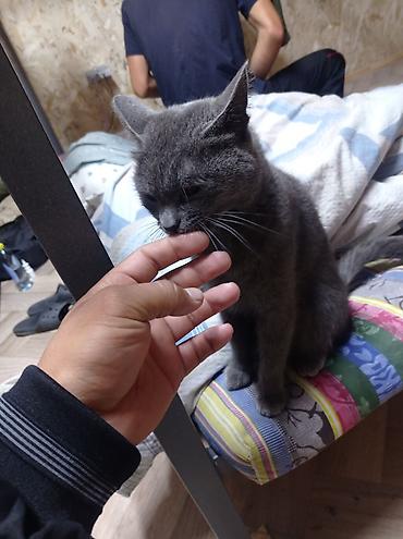 Мышык бекер берем: Кошка домашняя, короткошёрстная, окраса «blue» (однотонный серый) — 2