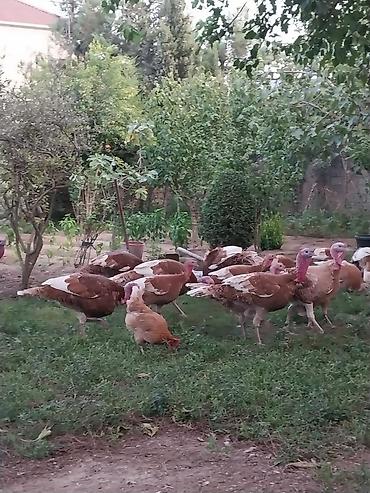 Hinduşkalar: Dişi, Kanada, Damazlıq — 1
