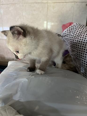 кошка сфинкс с шерстью: Отдам в добрые руки — 6