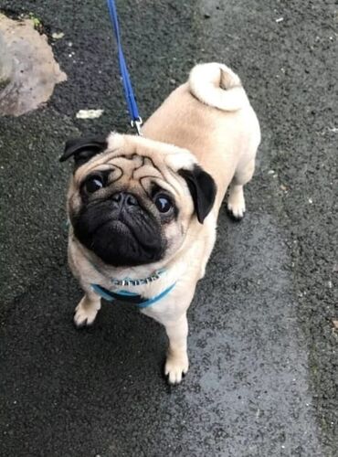pulsuz it verirem: Mops, 1 il, Erkek, Peyvəndli, Pulsuz çatdırılma