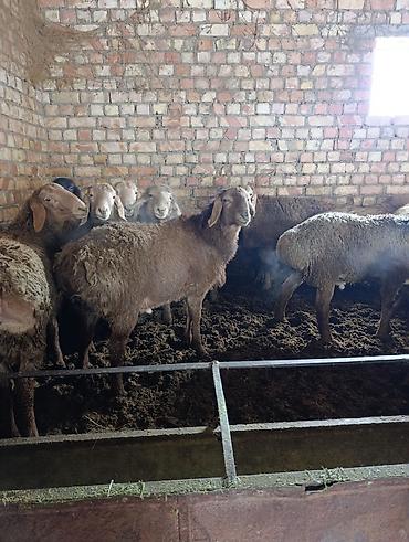 Баран, овца: Продаю | Баран (самец) | Арашан | Для разведения | Племенные — 8