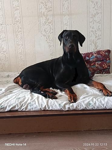 itləri: Doberman, 2 il, Erkək, Cütləşmə üçün, Ünvandan götürmə — 5