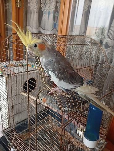 хары бюльбюль купить: Nimfa (Cockatiel) tutuquşuları və qəfəs komplekti - Növ: Nimfa — 1