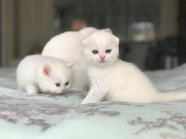 Pişiklər: Fars — 5