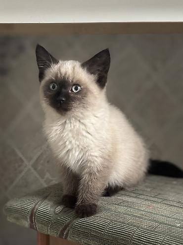 котята сибирской кошки купить: Сиамская, 2 месяца, Девочка, Приучена к лотку — 1