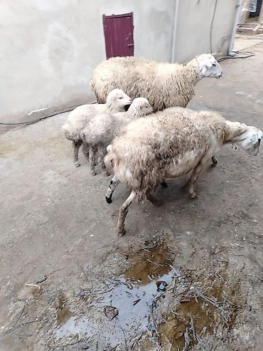 Qoyunlar, qoçlar: Qoyun və quzular – təsərrüfat üçün hazır sürü - Növ: yerli — 3