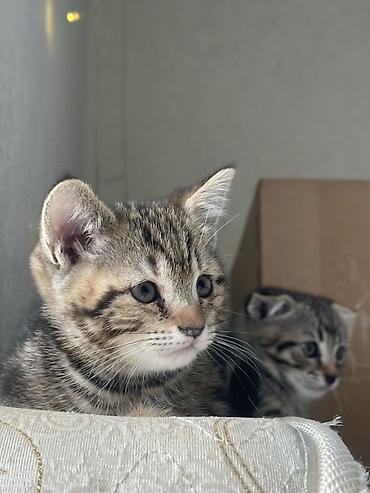 Продажа кошек: Можно забронировать котят😻😽♥️ Возраст 2 месяца🥰 еще сосут мамку — 9