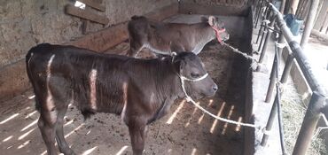 продам друга: Продаю | Бык (самец) | Ангус, Швицкая | Для разведения | Искусственник