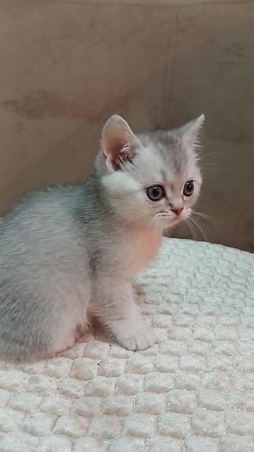 Pişiklər: Britan — 11