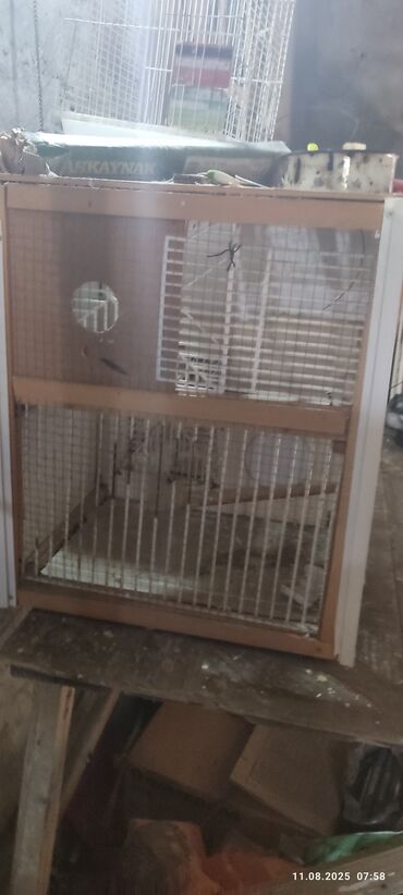 Голуби: Quş saxlamaq üçün uz120 En50 Hün 60 kletka(papuqay) 25AZN maya