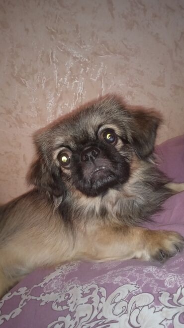 İtlər: Pekines, 10 ay, Erkek, Peyvəndli, Ünvandan götürmə