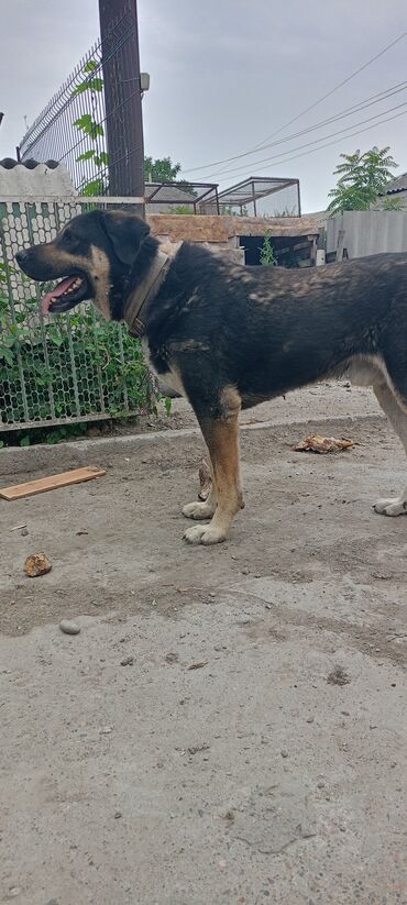 отдать собаку в приют: Собака даром: 3 года, Самец