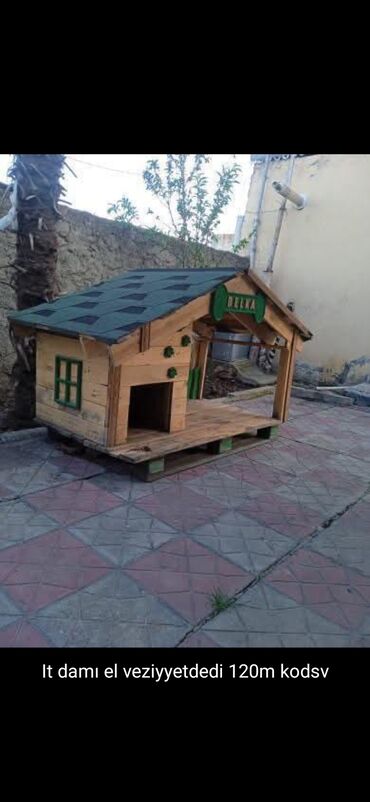 İtlər: 3 ay, Dişi, Peyvəndli — 20