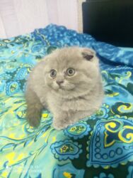 Pişiklər: Şotland, Dişi, Yaxşı əllərə, Ünvandan götürmə — 10