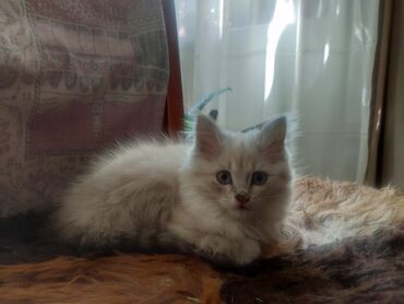 шлейка для котов: Продается котёнок, девочка, 4 месяца, приручен к котлу, очень