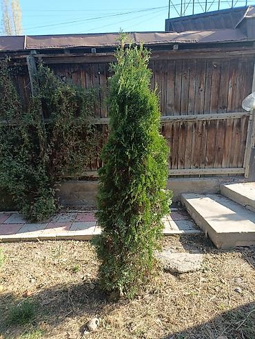 Другие виды семян и саженцев: Туя — 7